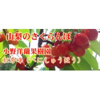小野洋蘭果樹園さくらんぼ　紅秀峰バラ　LLサイズ1kg