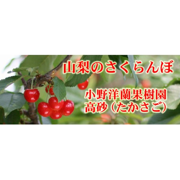 画像1: 小野洋蘭果樹園さくらんぼバラ500g (1)