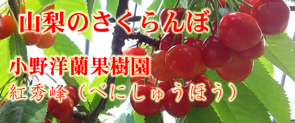 画像1: 小野洋蘭果樹園さくらんぼ　紅秀峰バラ　LLサイズ1kg (1)